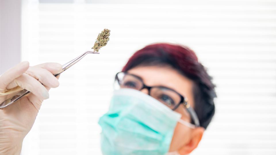 Researchers are studying cannabis' potential as an adjunct treatment for COVID-19. 